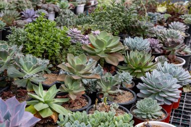 Sınırlı alan kentsel bahçe tasarımı bahçesi için sera bahçesi içinde sağlıklı dekoratif sulu üst görünüm koleksiyonu