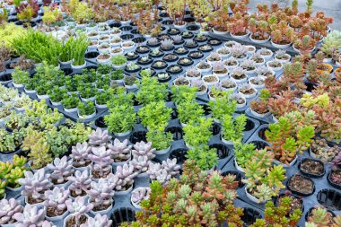 Sınırlı alan kentsel bahçe tasarımı bahçesi için sera bahçesi içinde sağlıklı dekoratif sulu üst görünüm koleksiyonu