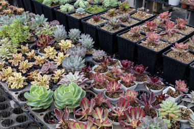 Sınırlı alan kentsel bahçe tasarımı bahçesi için sera bahçesi içinde sağlıklı dekoratif sulu üst görünüm koleksiyonu