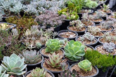 Sınırlı alan kentsel bahçe tasarımı bahçesi için sera bahçesi içinde sağlıklı dekoratif sulu üst görünüm koleksiyonu