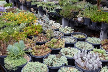 Sınırlı alan kentsel bahçe tasarımı bahçesi için sera bahçesi içinde sağlıklı dekoratif sulu üst görünüm koleksiyonu