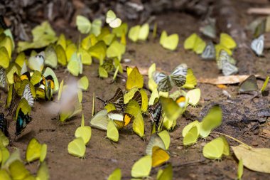 Swarm of adult male butterflies sapping on salt and mineral which also call mud puddling phenomenon during summer on mating season for tropical rainforest wildlife and environmental awareness concept clipart