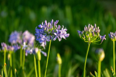Mavi agapanthus ya da Afrika nilüfer çiçekleri yaz mevsiminde çiçek açıyor süs bahçesi için.
