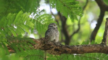 Benekli baykuş, Athene Brama, tropikal orman habitatında yırtıcı kuş ve vahşi yaşam için kameraya bakıyor.