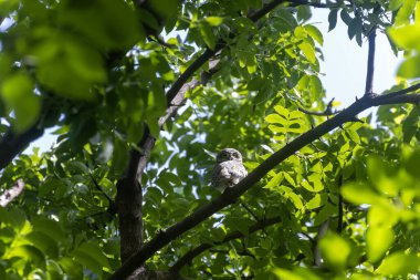 Benekli baykuş, Athene Brama, tropikal orman habitatında yırtıcı kuş ve vahşi yaşam konsepti için kameraya bakıyor.