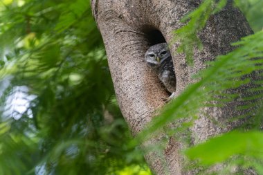 Benekli baykuş, Athene Brama, tropikal orman habitatındaki delikte yırtıcı kuş ve vahşi yaşam için