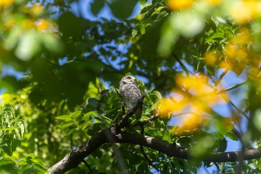 Benekli baykuş, Athene Brama, tropikal orman habitatında yırtıcı kuş ve vahşi yaşam konsepti için kameraya bakıyor.