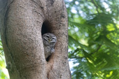 Benekli baykuş, Athene Brama, tropikal orman habitatındaki delikte yırtıcı kuş ve vahşi yaşam için
