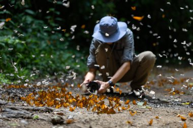 Asian biologist is taking photo of mud puddling phenomenon butterflies sapping on salt and mineral during summer on mating season for tropical rainforest wild entomology field study clipart