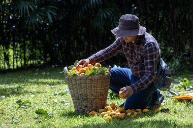 Çiftçi, kırsal tarım alanında meyve toplama, yetiştirme ve yiyecek arayışı için sonbahar mevsiminde meyve bahçesinde bir sürü organik hurma topluyor.