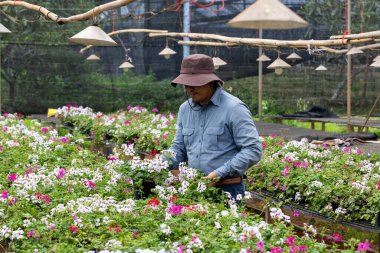 Genç Asyalı bahçıvan, hafta sonu bahçe işleri ve açık hava hobisi için yaz bitkileriyle dolu yerel bahçe merkezinden çiçek toplamayı seçiyor.