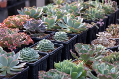 Sınırlı alan kentsel bahçe tasarımı bahçesi için sera bahçesi içindeki sağlıklı dekoratif sulu ürünler koleksiyonu.