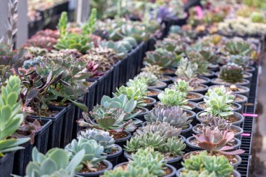 Sınırlı alan kentsel bahçe tasarımı bahçesi için sera bahçesi içindeki sağlıklı dekoratif sulu ürünler koleksiyonu.