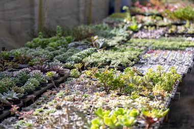 Sınırlı alan kentsel bahçe tasarımı bahçesi için sera bahçesi içindeki sağlıklı dekoratif sulu ürünler koleksiyonu.