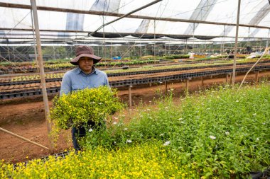 Young Asian gardener is choosing flowering plant from local garden center nursery full of summer plant for weekend gardening and outdoor hobby clipart