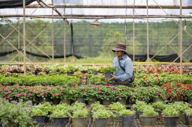 Genç Asyalı bahçıvan, hafta sonu bahçe işleri ve açık hava hobisi için yaz bitkileriyle dolu yerel bahçe merkezinden çiçek toplamayı seçiyor.