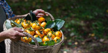 Çiftçi, kırsal tarım alanında meyve toplama, yetiştirme ve yiyecek arayışı için sonbahar mevsiminde meyve bahçesinde bir sürü organik hurma topluyor.