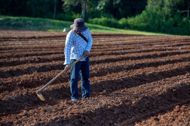Asyalı çiftçi, yaz aylarında patates ekimi ve tarım konsepti için tarlada ekilen toprağı sürmek için çapa kullanıyor.
