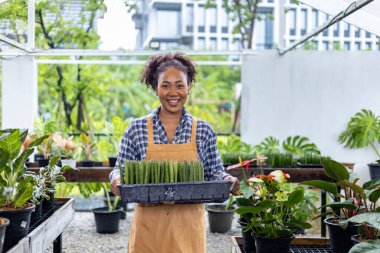 Afro-Amerikan bahçıvan serasında çalışıyor. Doğal ve egzotik bitki yetiştirme konsepti için.