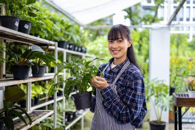 Asyalı bahçıvan serasının içinde yerli ve tropikal bitki yetiştirme dükkanı için çalışıyor.