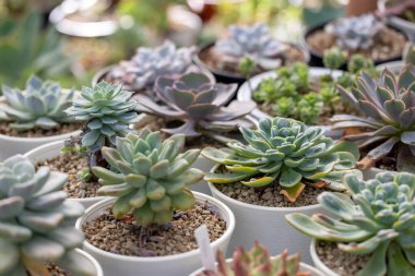 Sınırlı alan kentsel bahçe tasarımı bahçesi için sera bahçesi içindeki sağlıklı dekoratif sulu ürünler koleksiyonu.