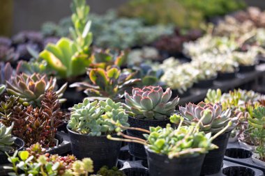 Sınırlı alan kentsel bahçe tasarımı bahçesi için sera bahçesi içindeki sağlıklı dekoratif sulu ürünler koleksiyonu.