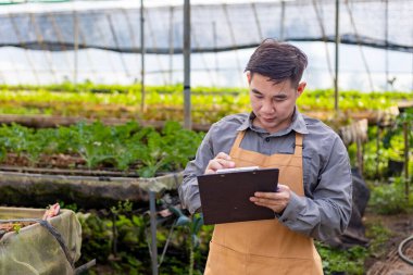 Asyalı yerel çiftçi salata yetiştiriyor ve çoklu tünel sera içinde büyüme oranını kontrol ediyor. Aile şirketleri için organik toprak yaklaşımı ve hasat kavramını kullanıyor.