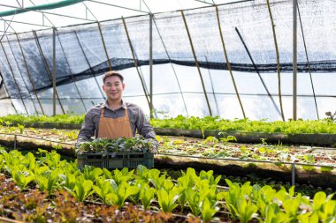 Asyalı çiftçi, sera politünelinde salata yetiştiriyor. Aile işi için organik toprak yaklaşımını kullanıyor ve satmak için biraz topluyor.