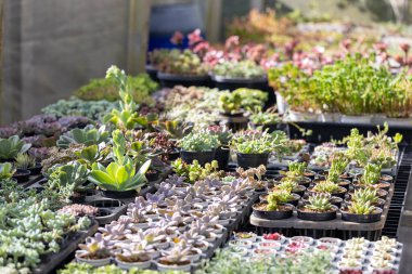 Sınırlı alan kentsel bahçe tasarımı bahçesi için sera bahçesi içindeki sağlıklı dekoratif sulu ürünler koleksiyonu.