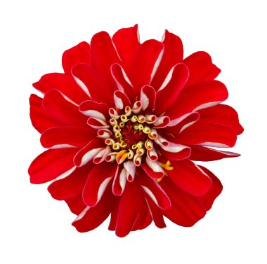 Yaz sezonu ve grafik tasarım konsepti için beyaz arkaplanda kesilmiş izole edilmiş turuncu kırmızı zinnia çiçeğinin üst görünümü