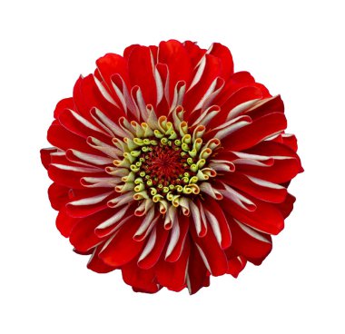 Yaz sezonu ve grafik tasarım konsepti için beyaz arkaplanda kesilmiş izole edilmiş turuncu kırmızı zinnia çiçeğinin üst görünümü
