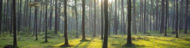 Manzara manzarası güneş ışığı panoraması, sabah atmosferinde doğa keşfi ve doğal park için ormanlık alandaki çam ağacının boşluğundaki boşlukta parlar.