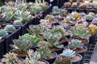 Sınırlı alan kentsel bahçe tasarımı bahçesi için sera bahçesi içindeki sağlıklı dekoratif sulu ürünler koleksiyonu.