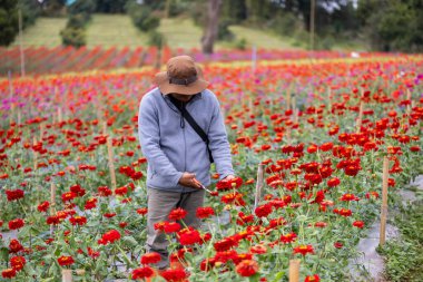 Asian farmer and florist is working in the farm while cutting zinnia flowers using secateurs for cut flower business in his farm for agriculture industry concept clipart