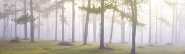 Manzara manzarası güneş ışığı panoraması, sabah atmosferinde doğa keşfi ve doğal park için orman ormanlık alanındaki çam ağacının sisi ve sisi arasında parlar.