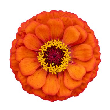 Yaz mevsimi ve grafik tasarımı için beyaz arkaplanda kesilmiş izole edilmiş turuncu kırmızı zinnia çiçeğinin üst görünümü