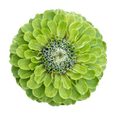 Yaz mevsimi ve grafik tasarım konsepti için beyaz arkaplanda kesilmiş yeşil zinnia çiçeğinin üst görünümü