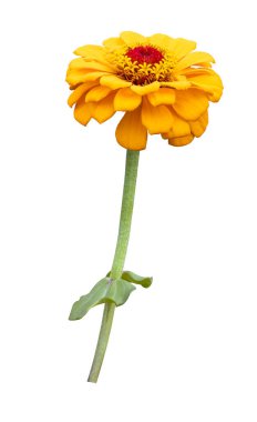 Yaz mevsimi ve grafik tasarım konsepti için beyaz zemin üzerine kesilmiş izole sarı zinnia çiçeği.