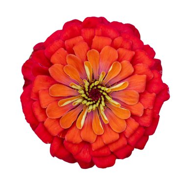 Yaz mevsimi ve grafik tasarımı için beyaz arkaplanda kesilmiş izole edilmiş turuncu kırmızı zinnia çiçeğinin üst görünümü