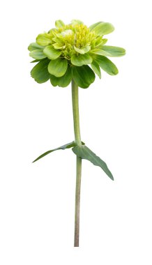 Yaz mevsimi ve grafik tasarımı için beyaz arkaplan üzerine kesilmiş yeşil zinnia çiçeği.