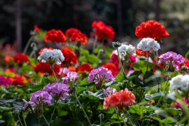 Pelargonium sardunya çiçeği bahar ve yaz için arka planda İngiliz kır evi bahçesi daimi ve yıllık bitki örtüsü