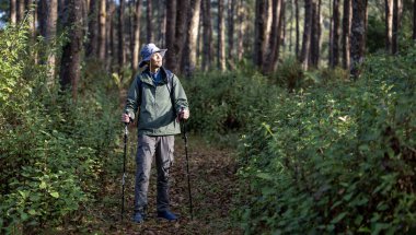 Asyalı yürüyüşçü çam ormanlarını keşfederken ve ender biyolojik çeşitliliği ve alan araştırması konseptini keşfetmek için yürüyüş direğini kullanıyor.