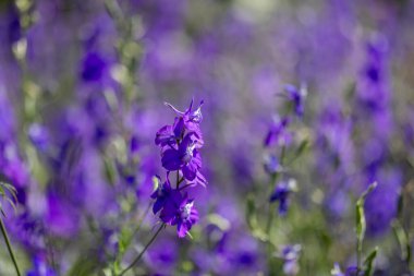 İlkbahar ve yaz için arka planda Larkspur çiçek çayırı. İngiliz kır evi bahçesi. Yıllık ve yıllık bitki örtüsü.