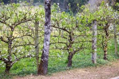 Eğitimli espalier şeftali ağacı, daha yüksek üretkenlik ve sınırlı alanda kullanılmak için kırsalda yenilebilir canlı bir çit olarak kullanılıyor.