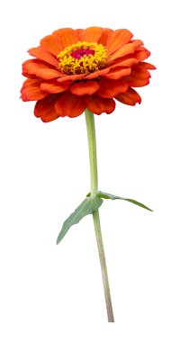 Yaz mevsimi ve grafik tasarımı için beyaz arka planda kesilmiş turuncu zinnia çiçekleri.