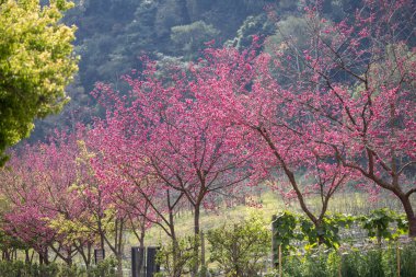 Bahar mevsiminde çiçek açan kiraz çiçekleri.