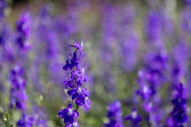 İlkbahar ve yaz için arka planda Larkspur çiçek çayırı. İngiliz kır evi bahçesi. Yıllık ve yıllık bitki örtüsü.