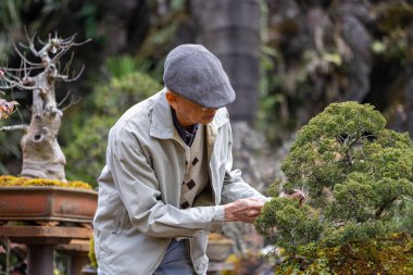 Kıdemli Asyalı adam, emeklilik hobisi olarak zen bahçesindeki bonsai ağacı koleksiyonunu budama tekniği kullanarak yapıyor.