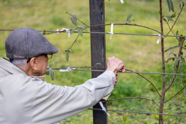 Çiftçi, daha yüksek üretkenlik ve sınırlı alanda kullanım için kırsalda yaşayan yenilebilir bir çit olarak espalier şeftali ağacı yetiştiriyor.