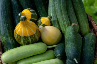 Gıda malzemeleri ve gıda kullanımı için sebze çiftliği pazarında sebze kabağı, ev yapımı aile yadigarı kabak, salatalık ve kabak çeşitleri